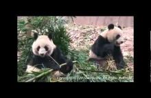 Pandy jedzą bambusa,