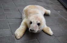 Sezon porodów w helskim fokarium rozpoczęty! (foto, wideo)