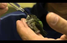 Karmienie małego kolibra.