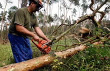 Referendum uratuje lasy przed prywatyzacją. Takiego głosowania chce 2,5 mln osób
