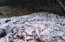 Setki kilogramów martwych ryb w lesie. "Brak nam słów"