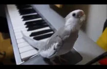 Papużka daje popisowy koncert.