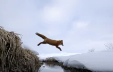 Skaczące lisy