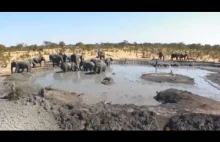 Park Narodowy Chobe - Camp Kuzuma | Afryka | kamerka na żywo | StreamBan...