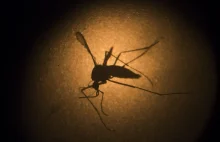 WIRUS Zika nową EBOLĄ? Nowa epidemia u bram Europy