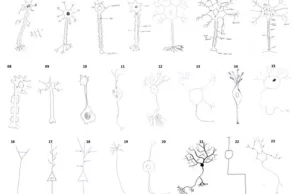 Jak stopień edukacji wpływa na sposób, w jaki ludzie rysują neurony