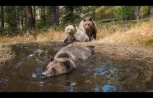 Bear Bathtub czyli naturalne jacuzzi dla niedźwiedzi