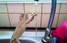 Kameleon myje ręce