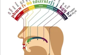 gdzie powstają konkretne dźwięki w aparacie mowy