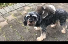 Bohaterski pies ratujący małą Koale po prostu nie mógł się jej pozbyć z grzbietu