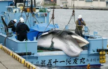 Japonia przestaje ukrywać polowania na wieloryby