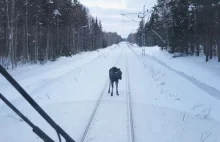 Uparty łoś nie pozwala przejechać pociągowi [film]