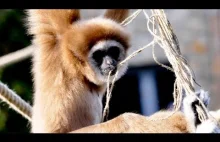 Gibbonka wśród gibbonów