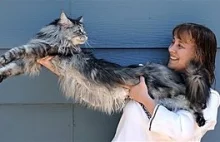 Zmarł Stewie. Najdłuższy kot na świecie.