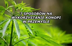 Siedem produktów z konopi, o których powinieneś wiedzieć | Blog