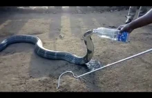 Spragniona Kobra królewska przyszła do ludzi i pije wodę z butelki