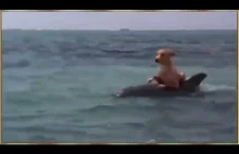 Pies płynie na delfinie. Pod płynącego psa podpływa delfin i podwozi go na...