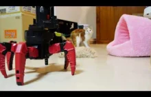 Robot bawi się z kotami