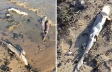 Dziesiątki martwych rekinów na walijskiej plaży.