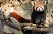 Czy ognista panda z Niemiec pokocha Yunnana z wrocławskiego zoo? - Wieści -...
