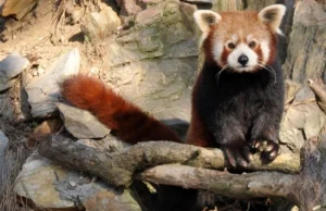 Czy ognista panda z Niemiec pokocha Yunnana z wrocławskiego zoo? - Wieści -...