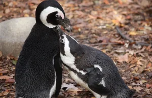 Para homoseksualnych pingwinów ukradła jajo. Teraz wysiadują je na zmianę.