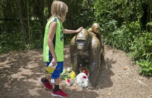 Rodzice nie dopilnowali dziecka, w efekcie zginął goryl