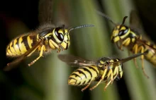 Insects in Flight - owady podczas lotu