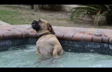 Pies, który bardzo lubi gorącą kąpiel.