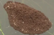Ta zadziwiająca plama na wodzie to mrówki. Dużo mrówek