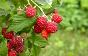 Polski rząd nie będzie dalej wspierał ukraińskich producentów owoców