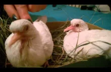 Albino twince pigeon / dove