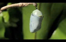 Jak wygląda proces przeobrażania się poczwarki w dorosłego motyla? [nagranie]