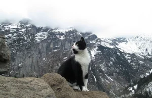 Kot ratownik górski ze Szwajcarii