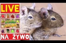 LIVE: Koszatniczki / degus na żywo