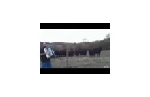 Czy krowy lubią muzykę akordeonową?