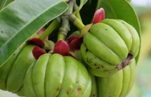 Tamaryndowiec Malabarski (Garcinia Cambogia) - zastosowanie i jej właściwości