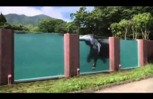 An elephant swims in the pool