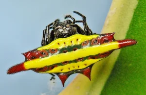 Przedziwne i niesamowite pająki z rodzaju Gasteracantha.