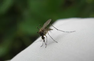 Ukąszona przez komara mieszkanka Niemiec została bez nóg i rąk