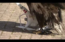 Holandia: policyjne orły trenowane do niszczenia dronów