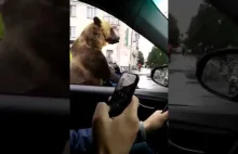 Niedźwiedź w rosyjskim ruchu