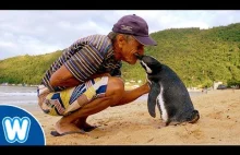 Ten pingwin pływa 5000 mil rocznie, aby odwiedzić człowieka, który go uratował