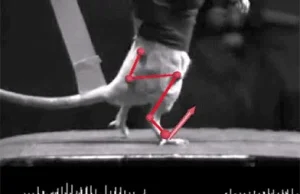 MIT: Sparaliżowany szczur, dzięki implantowi w kręgosłupie przeszedł 1000 kroków