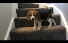 Piesek uczy się jak schodzić ze schodów
