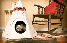 Niesamowite i kreatywne kocie domki