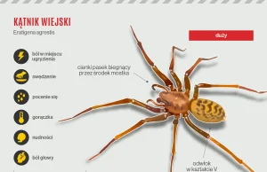 Najgroźniejsze pająki świata! Uważajcie, co znajdujecie w bananach [infografika]
