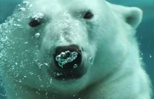 Niedźwiedzie polarne przechodzą na... wegetarianizm
