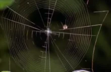 Jak pająki robią sieć? [eng]
