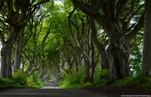 Alejka z Gry o tron. Znaleziona na blogu :Moja Zielona Irlandia: Dark Hedges